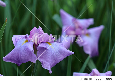 凛として優雅に咲く 77731669