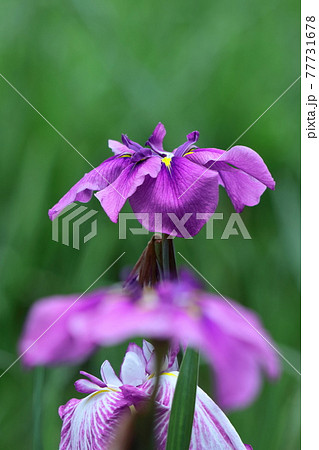 凛として優雅に咲く 77731678