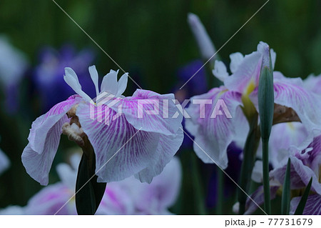 凛として優雅に咲く 凛として優雅に咲く 77731679