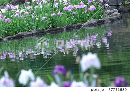 凛として優雅に咲く 凛として優雅に咲く 77731680