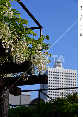 白い藤と高層ホテル 白い藤と高層ホテル 77731701