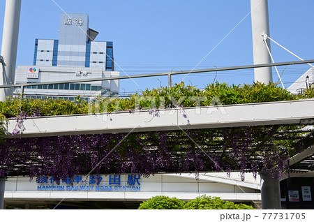 野田駅前の野田藤 77731705
