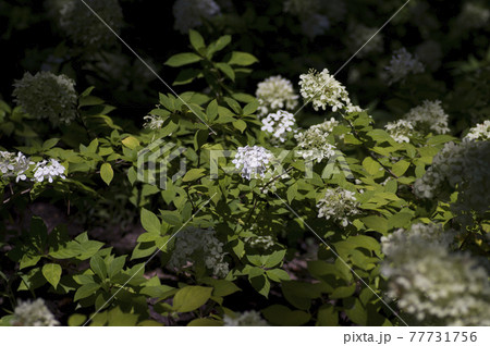 紫陽花園にノリウツギの白い花が咲いています。学名はHydrangea paniculataです。 77731756