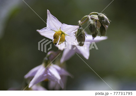 ワルナスビの白い花が咲いています。学名はSolanum carolinenseです。 ワルナスビの白い花が咲いています。学名はSolanum carolinenseです。 77731795