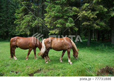 Horses Horses 77731886