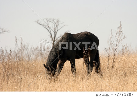 Horse Horse 77731887