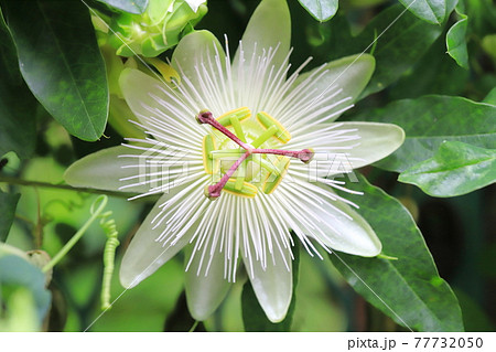 時計草（とけいそう）の花 77732050