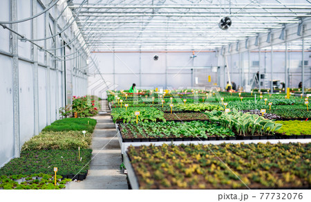 Various potted plants and flowers in greenhouse in garden center, small business. 77732076