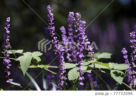 紫色のヤブランの花が咲いています。学名はLiriope muscariです。 77732096