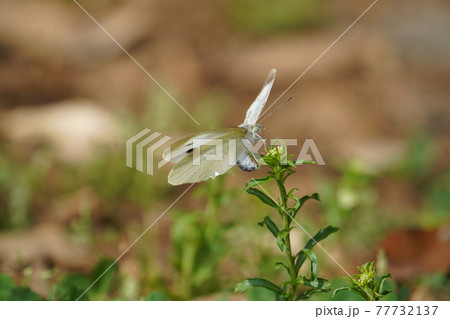 モンシロチョウ 77732137