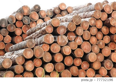 積み上げられた木材 77732196