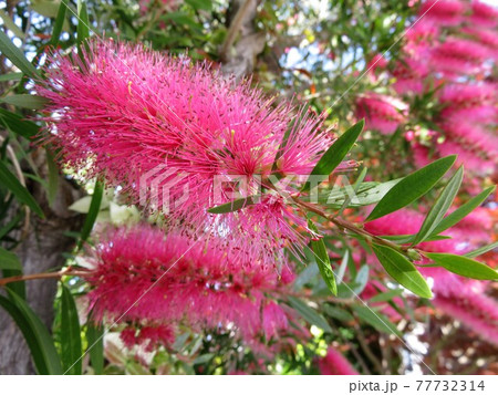 スモークツリー 77732314