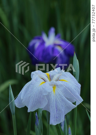 凛として優雅に咲く 77732407