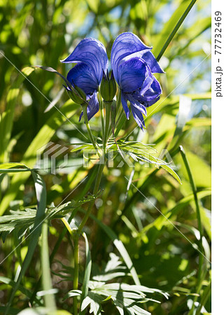 ダイセツトリカブト 77732469