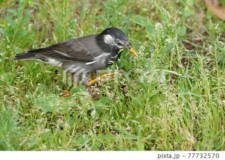 ムクドリ 77732570