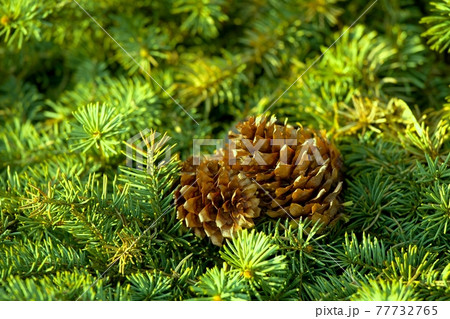 Pine tree 77732765
