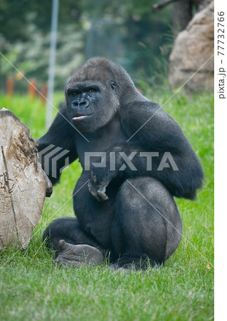 Gorilla Gorilla 77732766