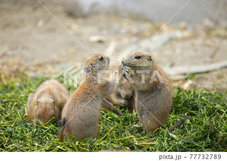 Prairie dogs 77732789