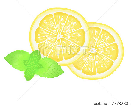 レモンの輪切りとミントのイラストのイラスト素材