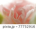 やさしい花イメージ・カーネーション（ピンク色） 77732916