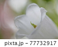 やさしい花イメージ・フウリンソウ（白色） 77732917
