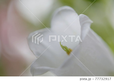 やさしい花イメージ・フウリンソウ（白色） 77732917