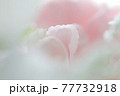 やさしい花イメージ・カーネーション（ピンク色） 77732918