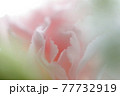 やさしい花イメージ・カーネーション（ピンク色） 77732919
