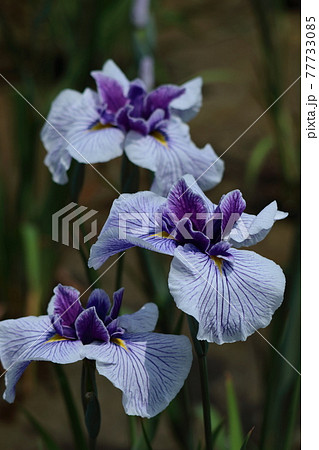 凛として優雅に咲く 77733085