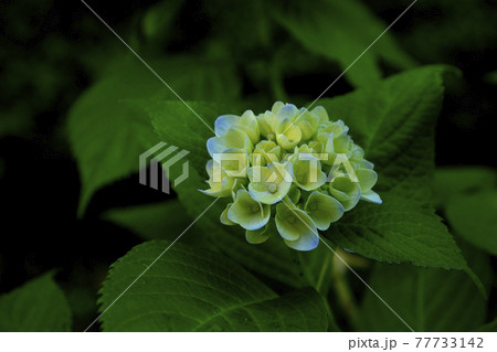 紫陽花 紫陽花 77733142