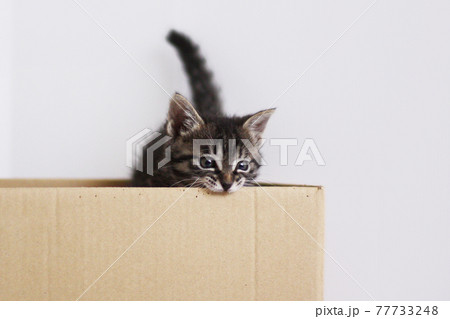 段ボール箱に入って箱をかじる子猫の写真素材