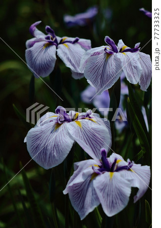 凛として優雅に咲く 77733325