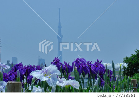 凛として優雅に咲く 凛として優雅に咲く 77733561