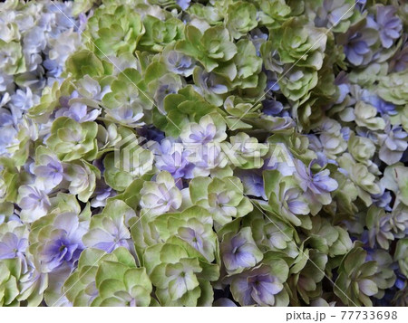 ミルフィオリ千穂 ミルフィオリ千穂 77733698