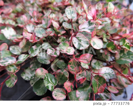 スポットライト スポットライト 77733776