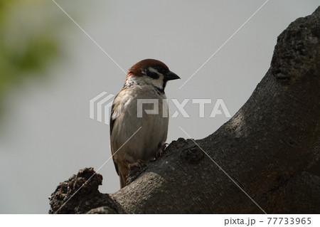 スズメ 77733965
