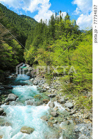 新緑の阿寺渓谷 新緑の阿寺渓谷 77734637