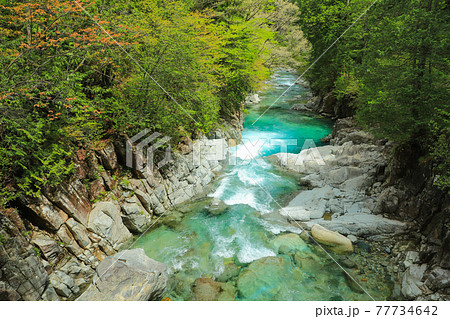 新緑の阿寺渓谷 77734642