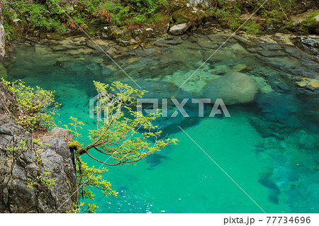 新緑の阿寺渓谷 77734696