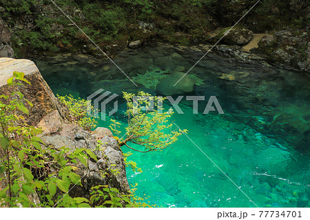 新緑の阿寺渓谷 77734701