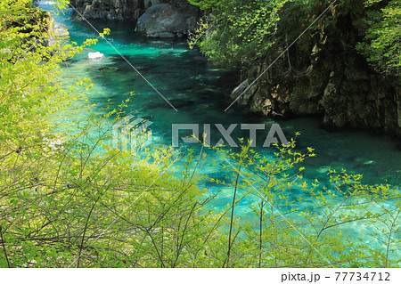 新緑の阿寺渓谷 77734712