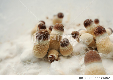 Micro growing of Psilocybe Cubensis mushrooms on white background. Micro growing of Psilocybe Cubensis mushrooms on white background. 77734862