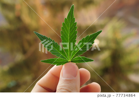 Cannabis full grown leaf in man's hand. Cannabis full grown leaf in man's hand. 77734864