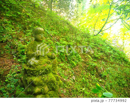 新緑と苔むした石仏　岡寺　明日香村 77734992