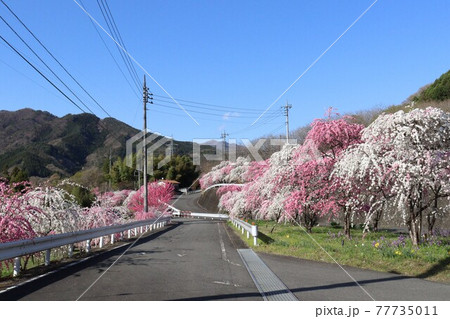 小夜戸・大畑花桃街道 77735011