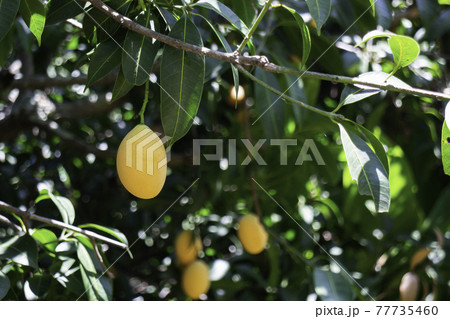 Sweet yellow marian plum tree Sweet yellow marian plum tree 77735460