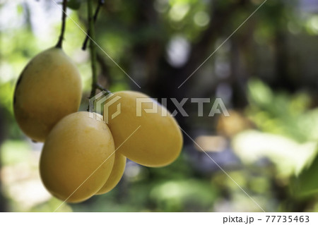 Sweet yellow marian plum tree 77735463