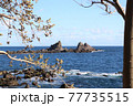 真鶴岬の三ツ石 77735515