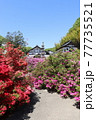 埼玉県本庄市・長泉寺のツツジ 77735521