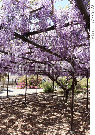 埼玉県本庄市・長泉寺の藤の花 77735522